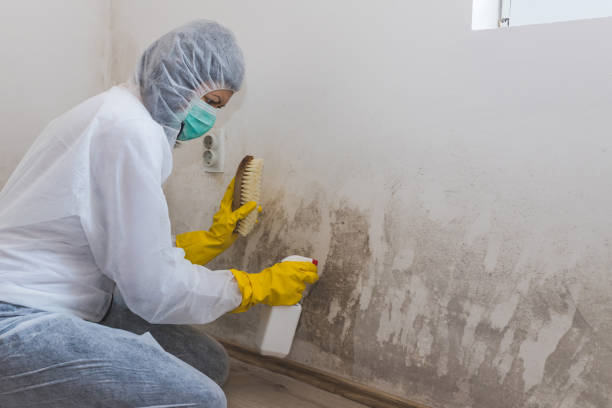 Best Mold Cleaning Services  in Waipio, HI