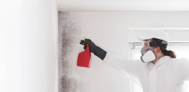 Mold Removal and Inspection in Waipio, HI